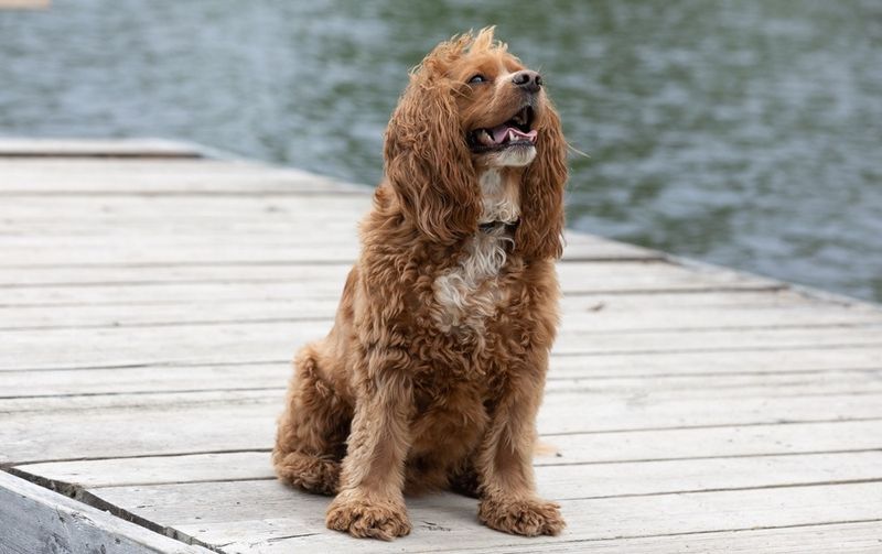 Cane Corso Cocker Spaniel Mix
