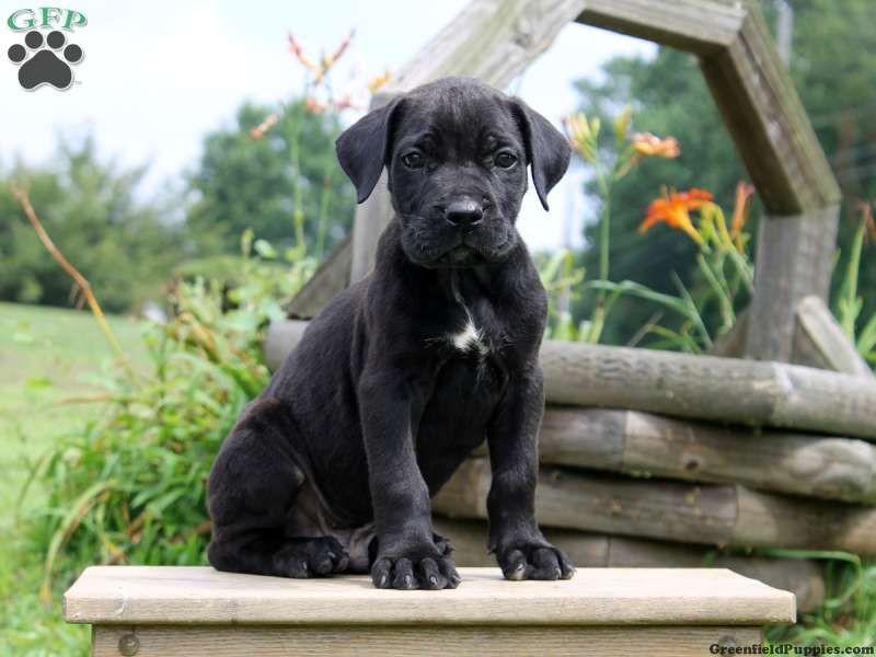 Cane Corso Beagle Mix
