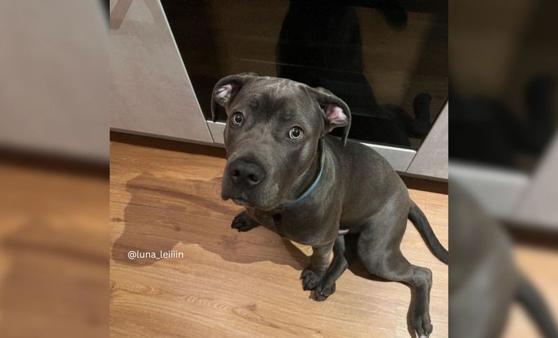 Cane Corso Bulldog Mix