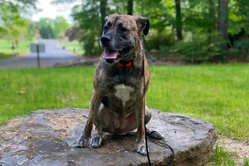 Cane Corso German Shepherd Mix