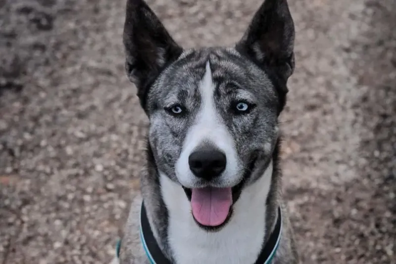 Cane Corso Husky Mix