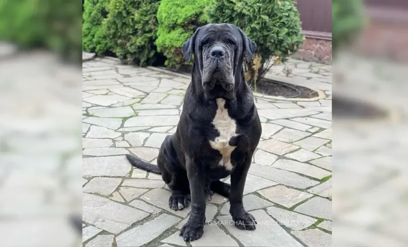 Cane Corso Mastiff Mix