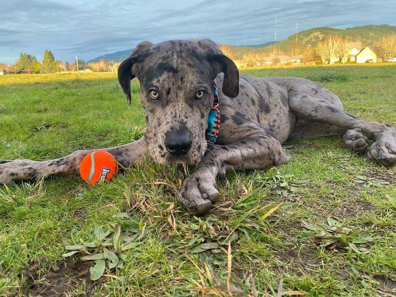 Cane Corso Great Dane Mix