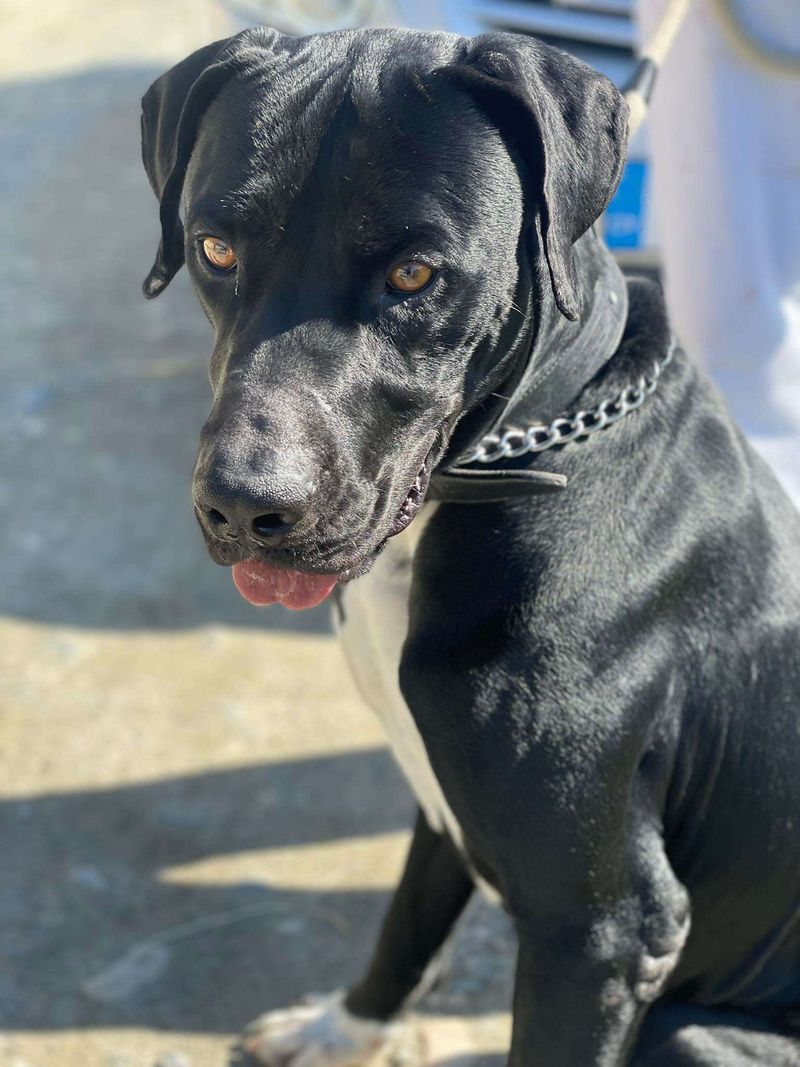 Cane Corso Greyhound Mix