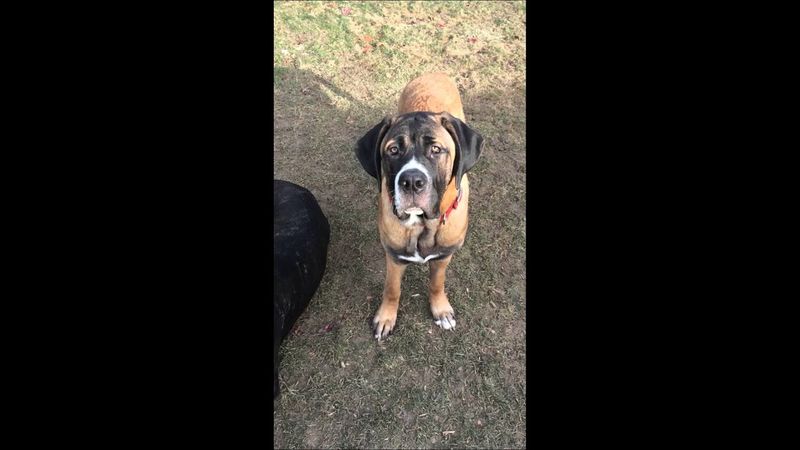 Cane Corso Saint Bernard Mix