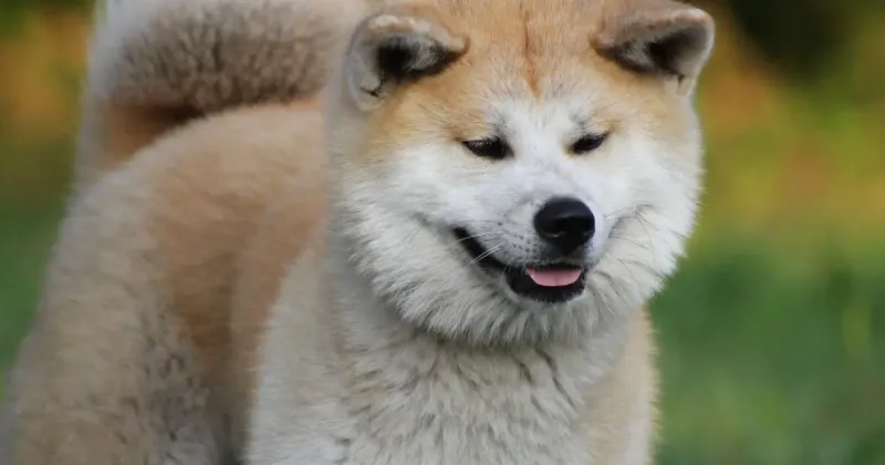 Akita Inu