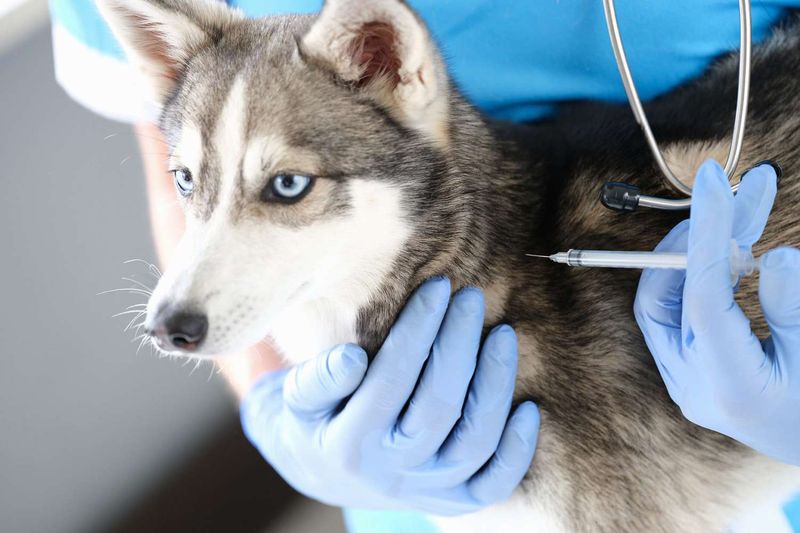 Leptospirosis Vaccine
