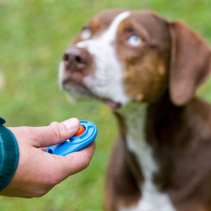 Clicker Training