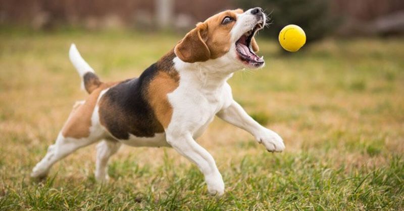 Playing Fetch