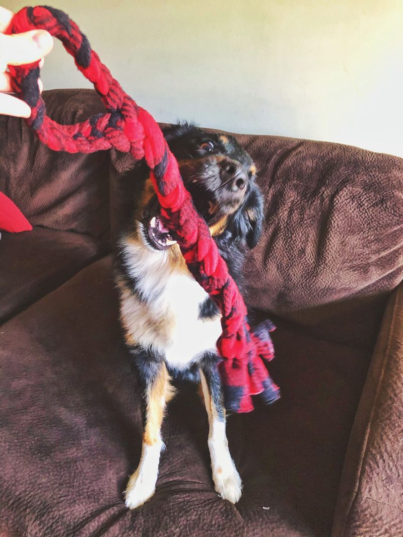 Fleece Tug Toy