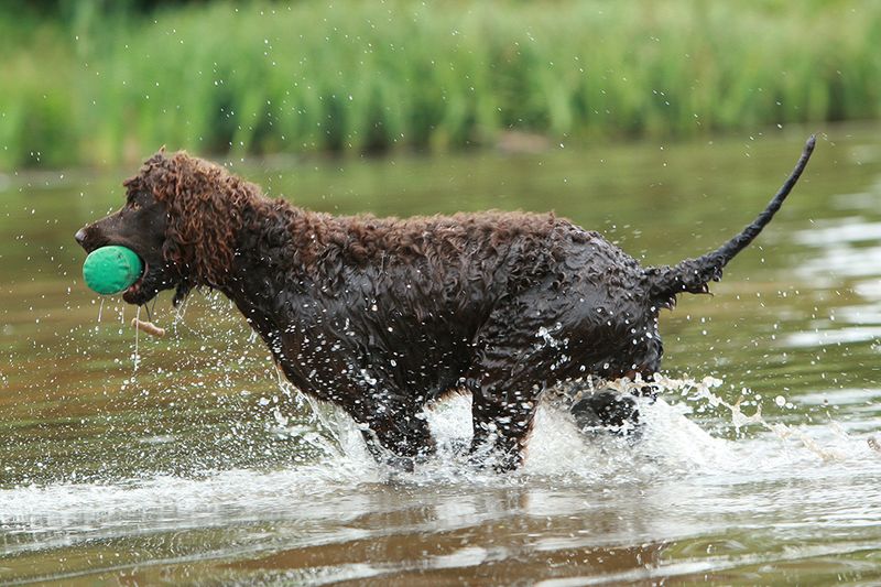 English Water Spaniel