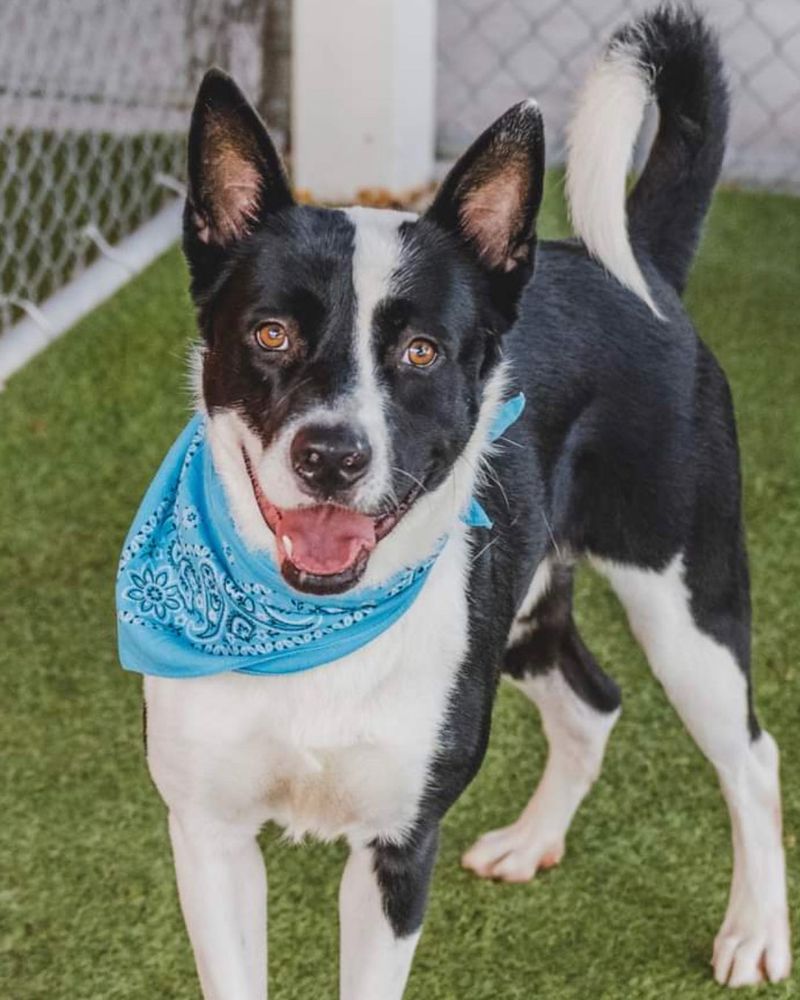 Karelian Bear Dog