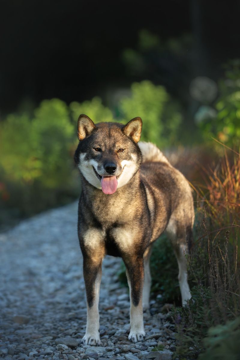 Shikoku