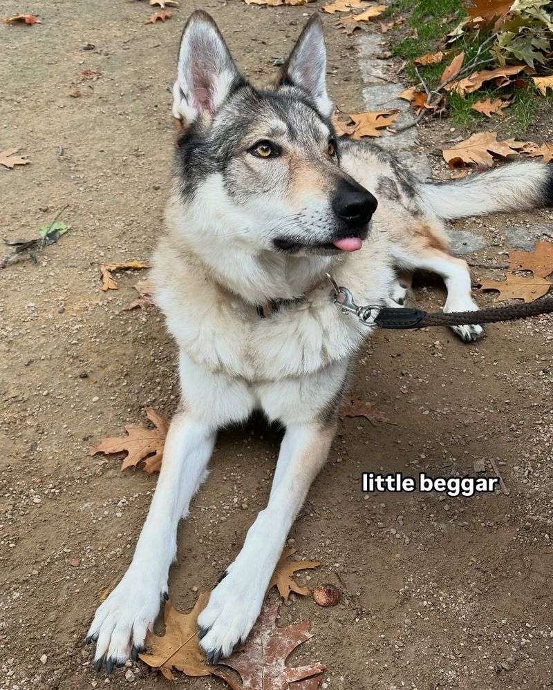 Czechoslovakian Wolfdog