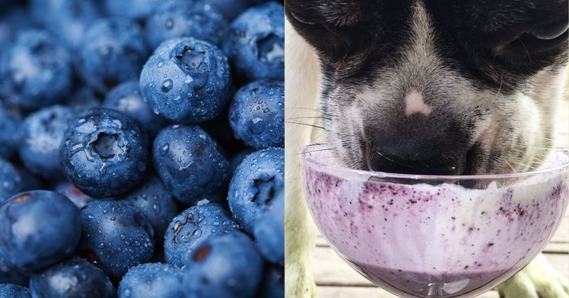 Blueberries