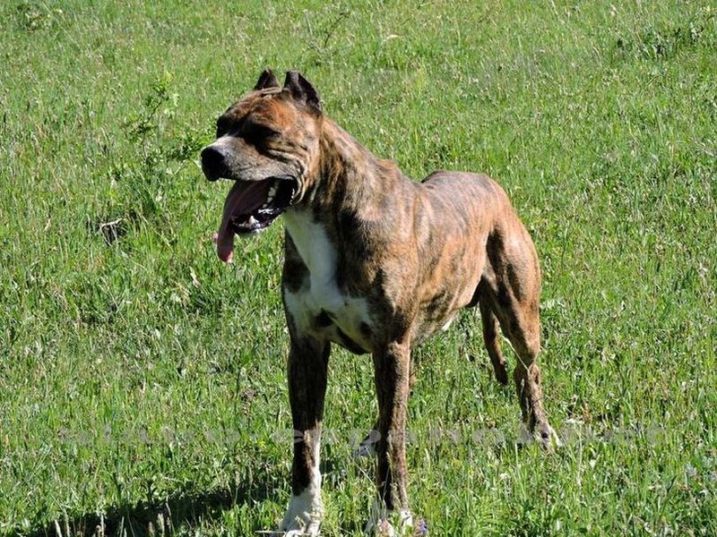 Spanish Bulldog (Alano Español)