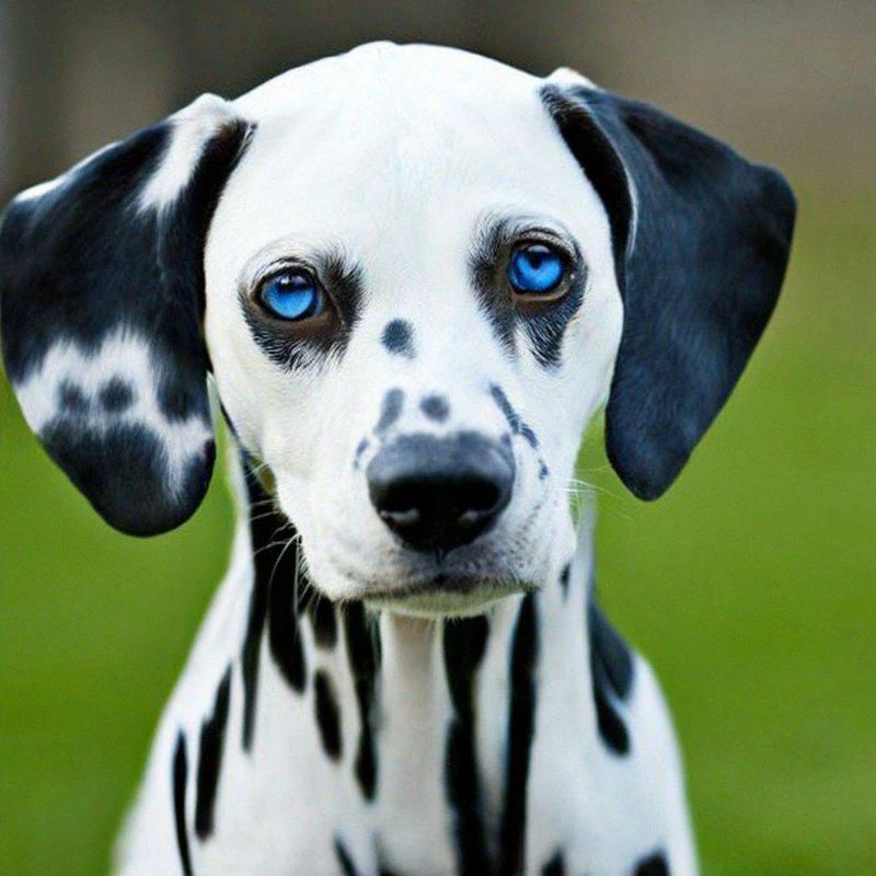 Dalmatian