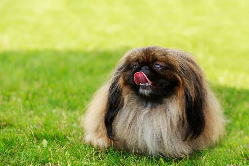 Pekingese