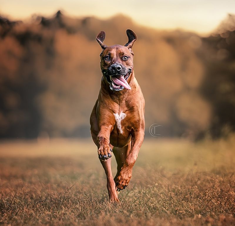 Rhodesian Ridgeback