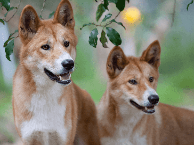 Carolina Dog