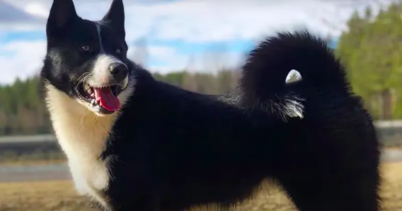 Karelian Bear Dog