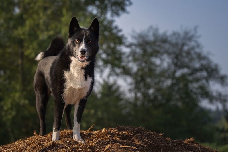 Karelian Bear Dog