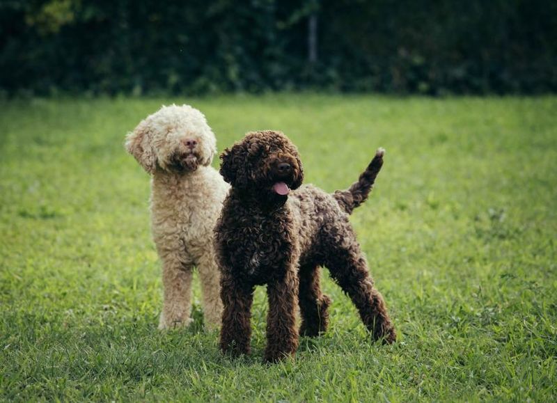 Lagotto Romagnolo