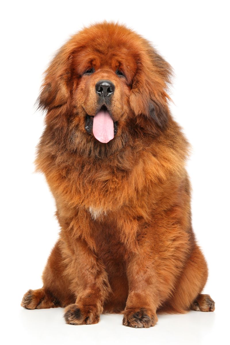 Tibetan Mastiff
