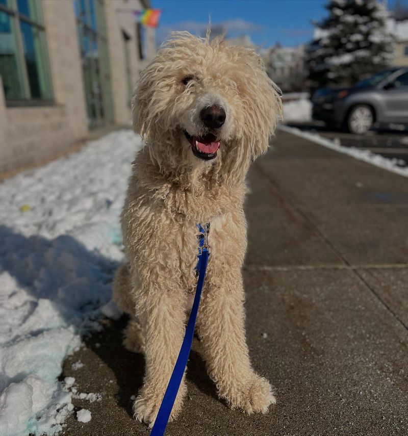 Komondor