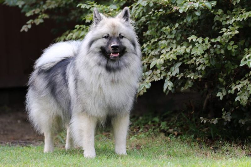Keeshond