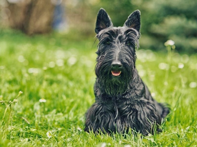 Scottish Terrier