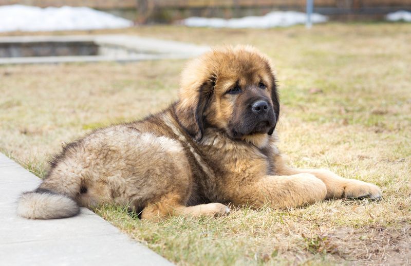 Tibetan Mastiff