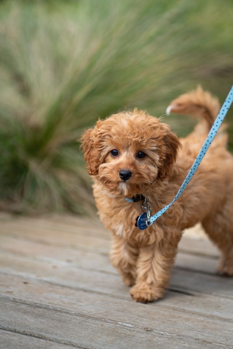 Cavoodle