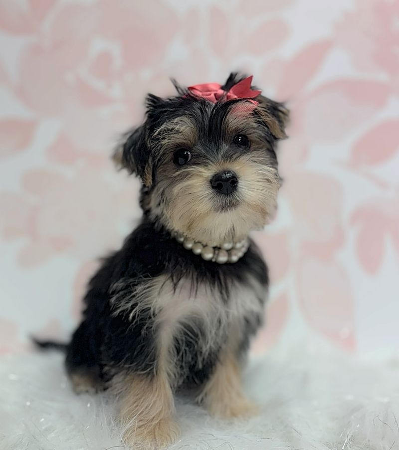 Morkie