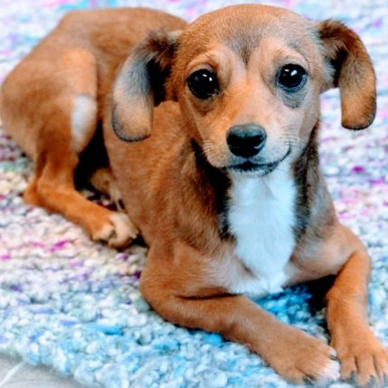 Chiweenie