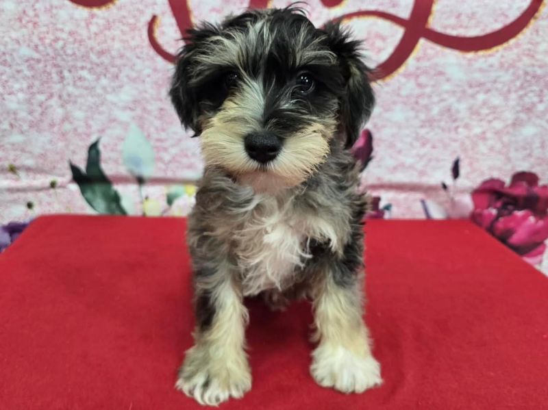 Yorkipoo