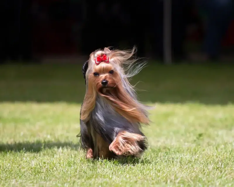 Yorkshire Terrier