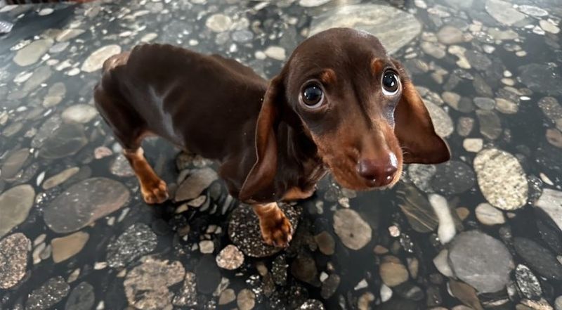 Dachshund