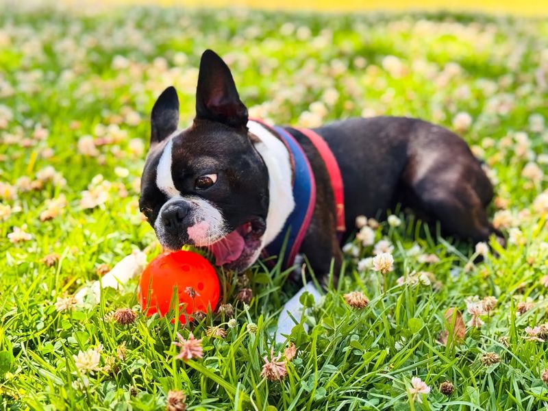 Boston Terrier
