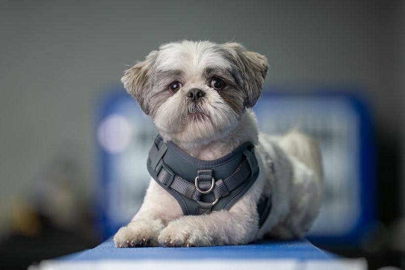 Shih Tzu