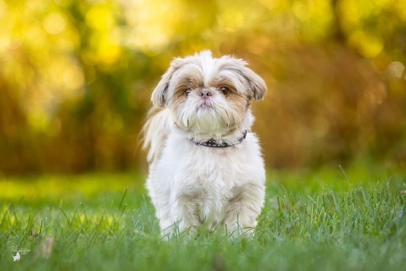 Shih Tzu
