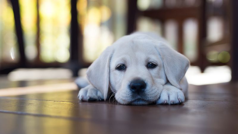 Labrador Retriever
