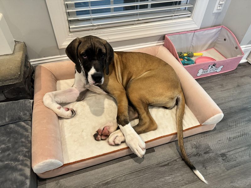Great Dane