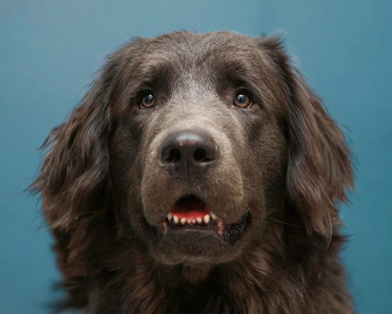Newfoundland