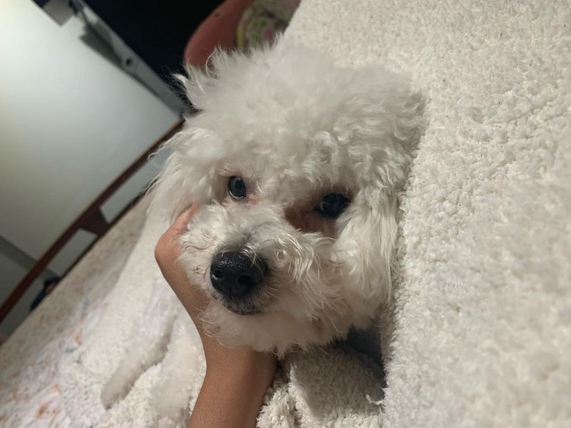 Bichon Frise
