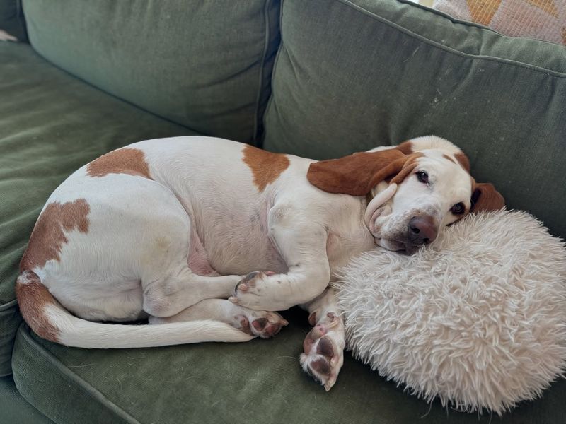 Basset Hound