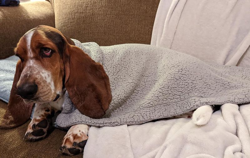 Basset Hound
