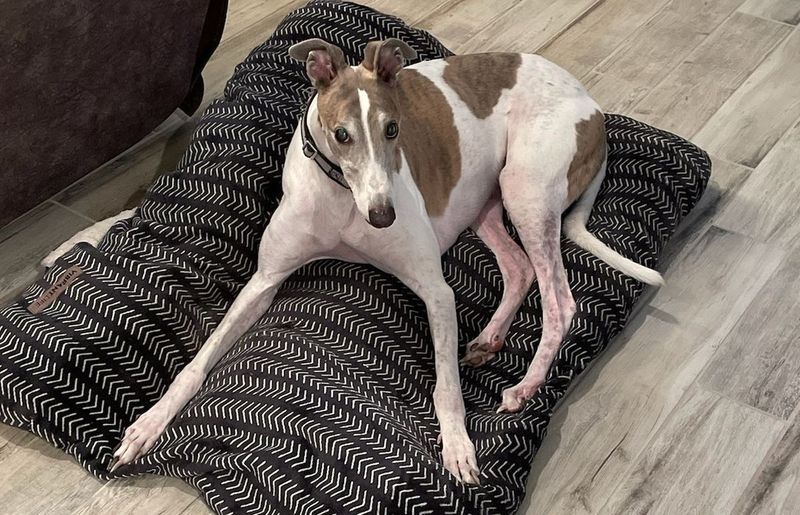 Greyhound
