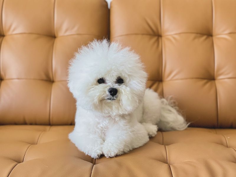 Bichon Frise