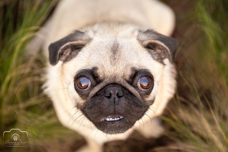 Pug